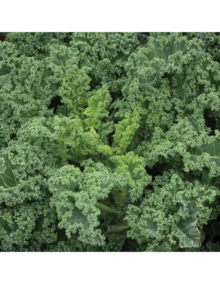 Chou Kale vert frisé demi-nain de Westland