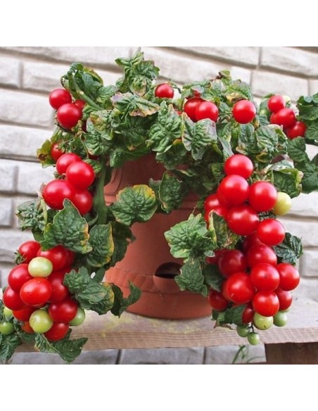 Tomate Tomfall (Tomate cerise)