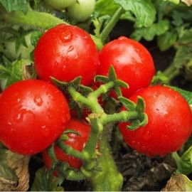 Tomate Tomfall (Tomate cerise)