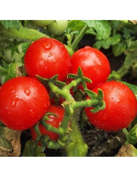 Tomate Tomfall (Tomate cerise)