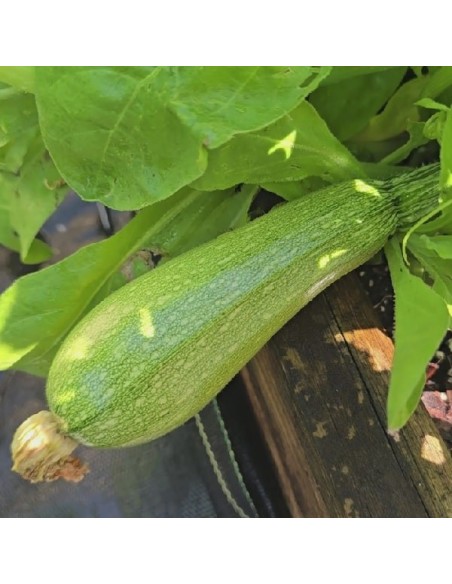 Courgette Verte petite d'Alger