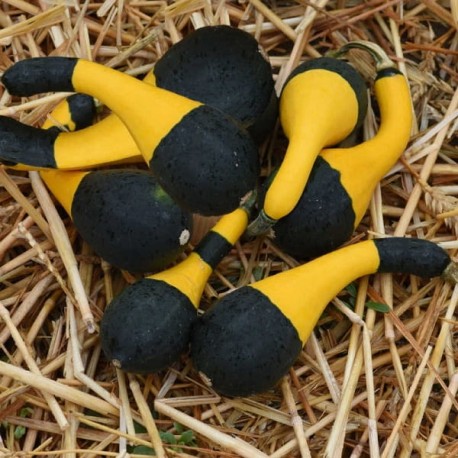Courge Koshare