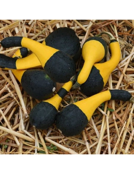 Courge Koshare