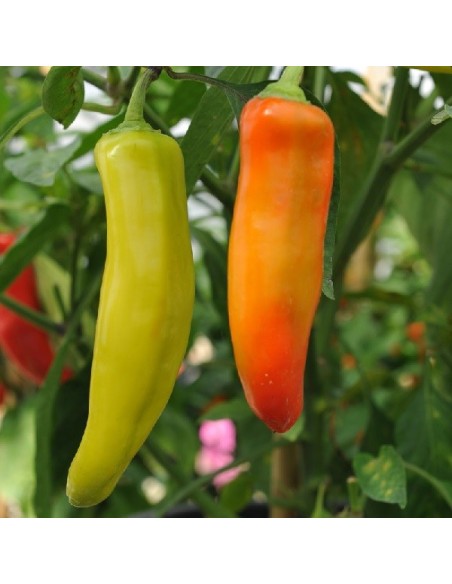 Piment Hungarian hot wax  (Piment fort)