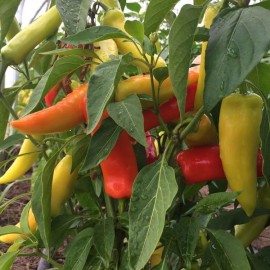 Piment Hungarian hot wax (Piment fort)