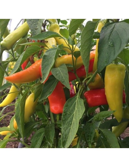 Piment Hungarian hot wax  (Piment fort)