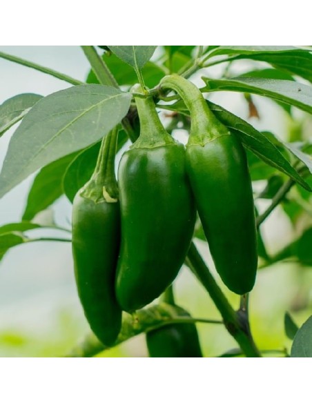 Piment Jalapeno (piment  peu fort)