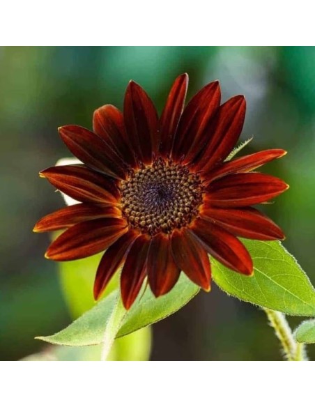Graines Helianthus annuus 'Velvet Queen' (Tournesol chocolat)