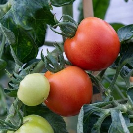 Tomate Alicante (Tomate cocktail ancienne)
