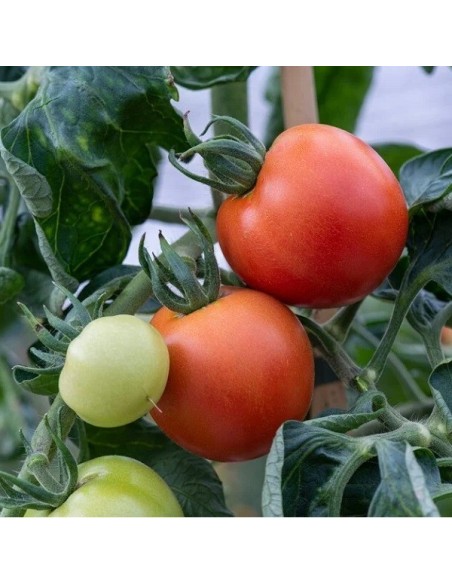 Tomate Alicante (Tomate cocktail ancienne)
