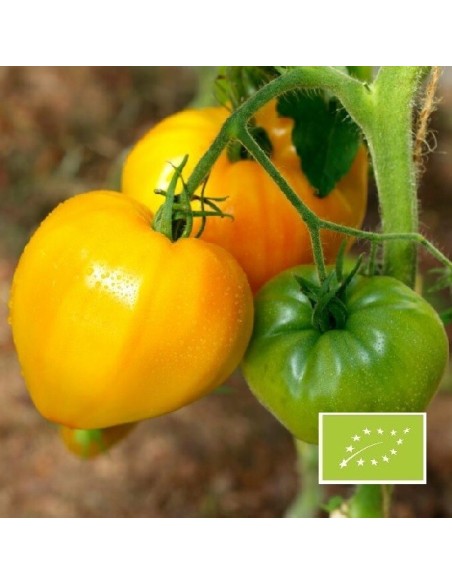 Tomate Verna orange BIO (tomate ancienne)