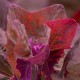 Arroche rouge (épinard des montagnes)