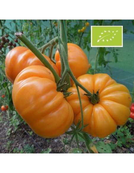 Tomate Summer Cider BIO