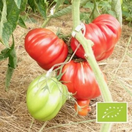 Tomate Albenga rouge Liguria BIO