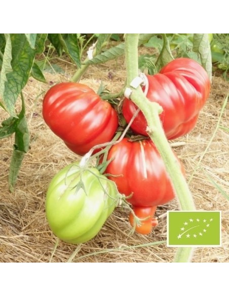 Tomate Albenga rouge Liguria BIO