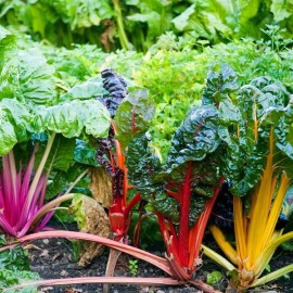 Poirée Rainbow