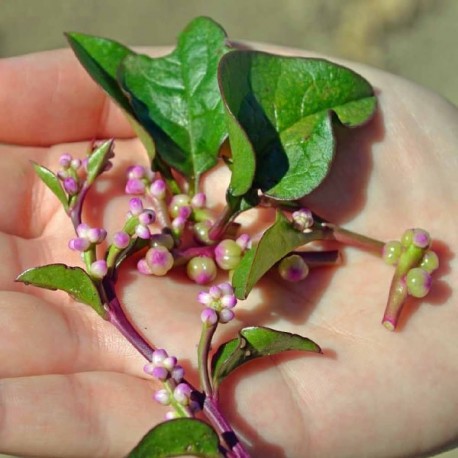 Epinard de Malabar rouge (Baselle rouge)