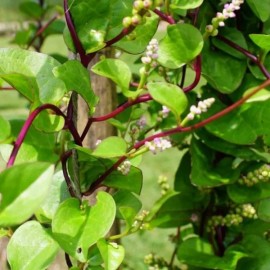 Epinard de Malabar rouge (Baselle rouge)