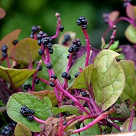Epinard de Malabar rouge (Baselle rouge)