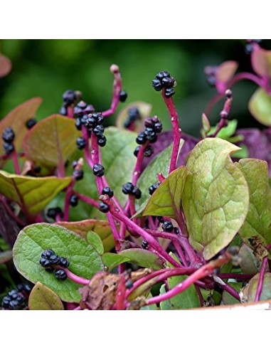 Epinard de Malabar rouge (Baselle rouge)