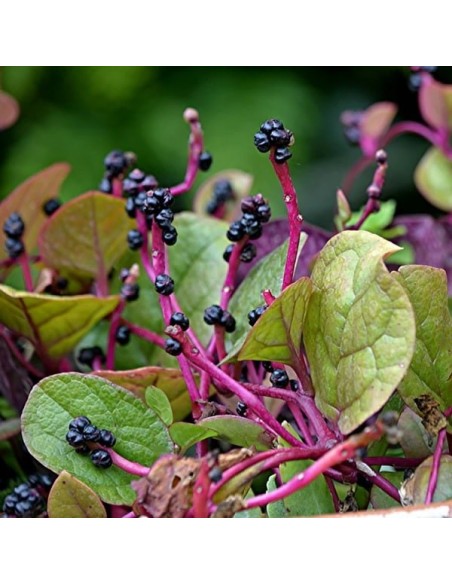 Epinard de Malabar rouge (Baselle rouge)