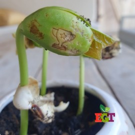 Haricot Magique 'CHAMPION' pour faire passer votre message