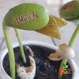 Haricot Magique 'CHAMPION' pour faire passer votre message