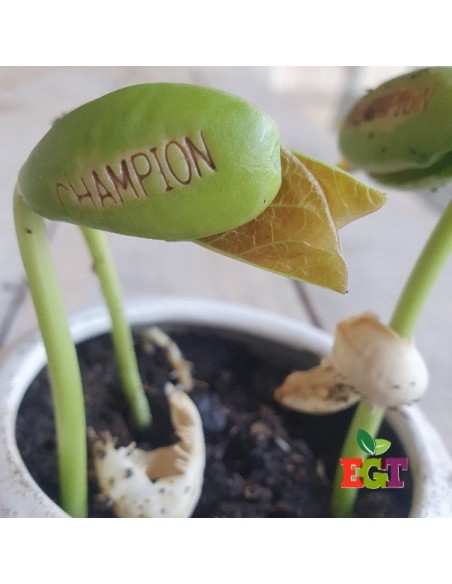Haricot Magique 'CHAMPION' pour faire passer votre message