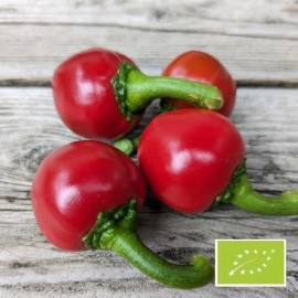 Piment Calabrese BIO (piment fort)