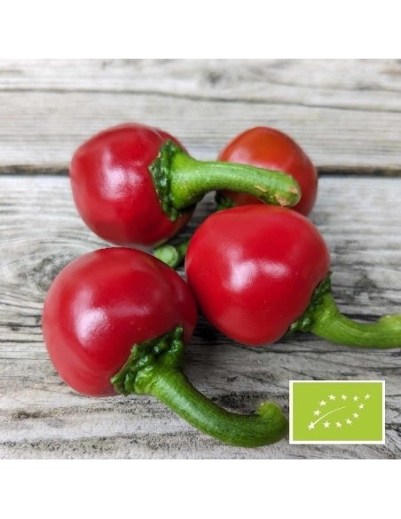 Piment Calabrese BIO (piment fort)