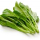 Brocoli chinois Kailaan