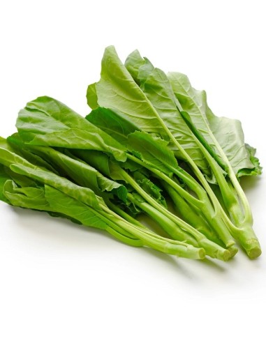Brocoli chinois Kailaan