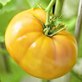 Tomate Yellowstone (tomate ancienne)
