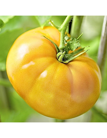 Tomate Yellowstone (tomate ancienne)