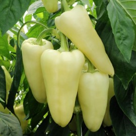 Poivron Amy