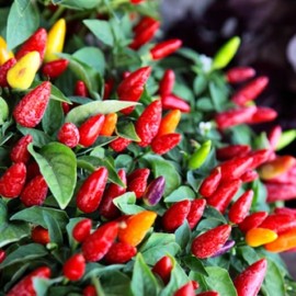 Piment Prairie Fire (piment d'ornement)