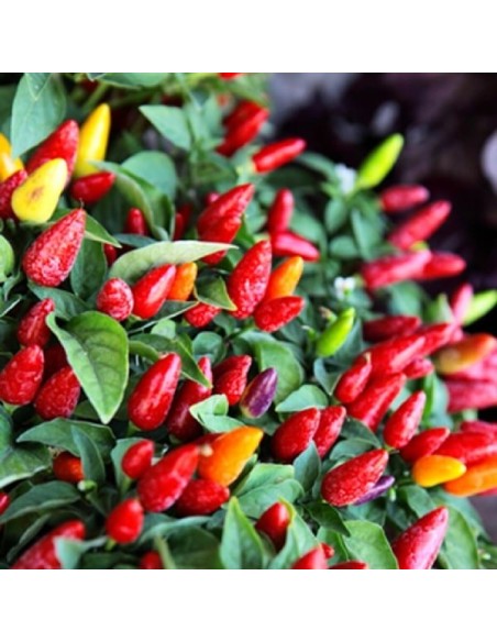Piment Prairie Fire (piment d'ornement)