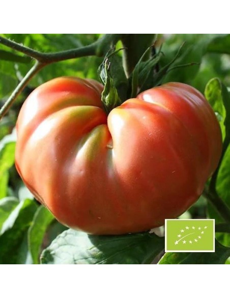 Tomate Brandywine Joyce BIO (tomate ancienne)