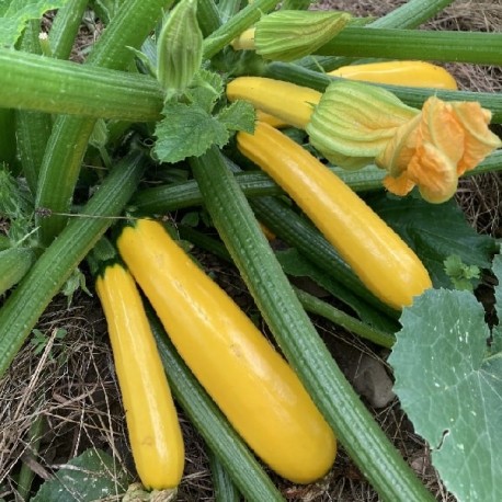 Courgette Gold Rush (courgette jaune)