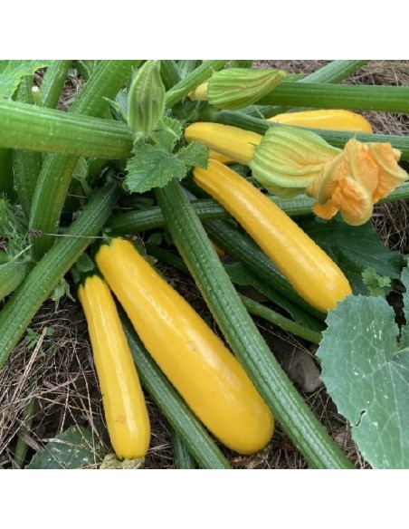 Courgette Gold Rush (courgette jaune)