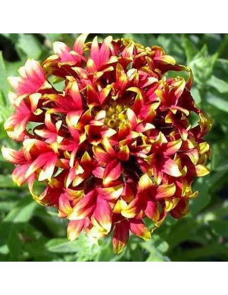 Gaillardia pulchella sundance bicolor (Gaillarde)