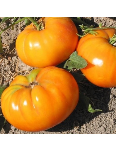 Pack collector de tomate ( 5 variétés de graine)