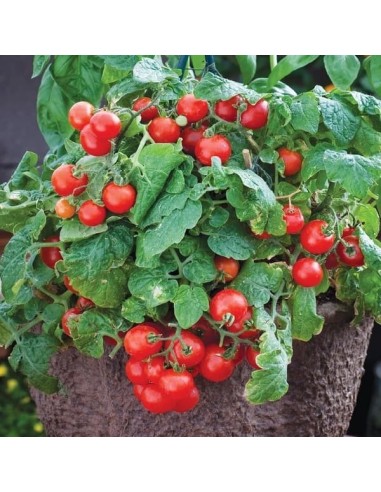 Pack collector de tomate ( 5 variétés de graine)