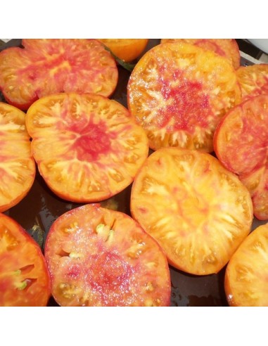Pack collector de tomate ( 5 variétés de graine)