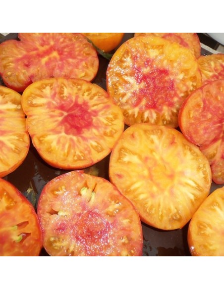 Pack collector de tomate ( 5 variétés de graine)