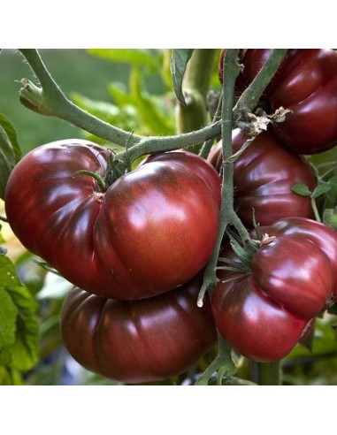 Pack collector de tomate ( 5 variétés de graine)