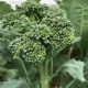Brocoli calabrais à jets verts