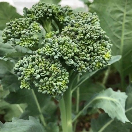 Brocoli calabrais à jets verts