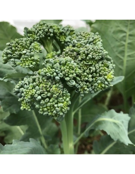 Brocoli calabrais à jets verts