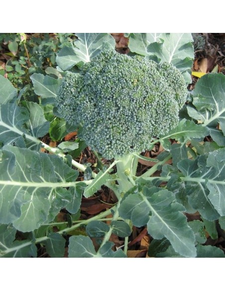 Brocoli calabrais à jets verts